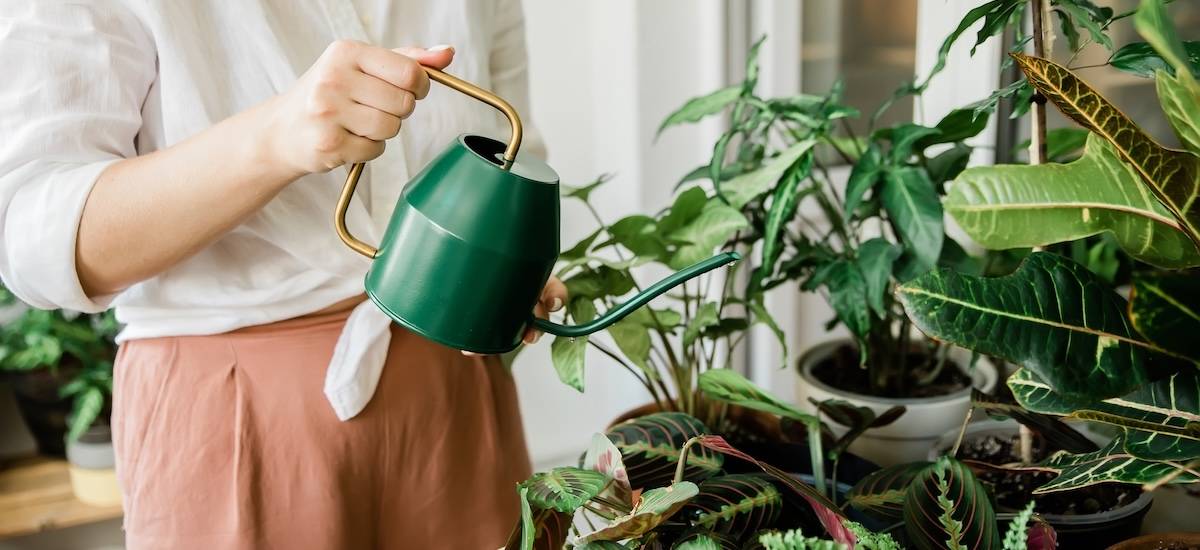 young woman watering home plants